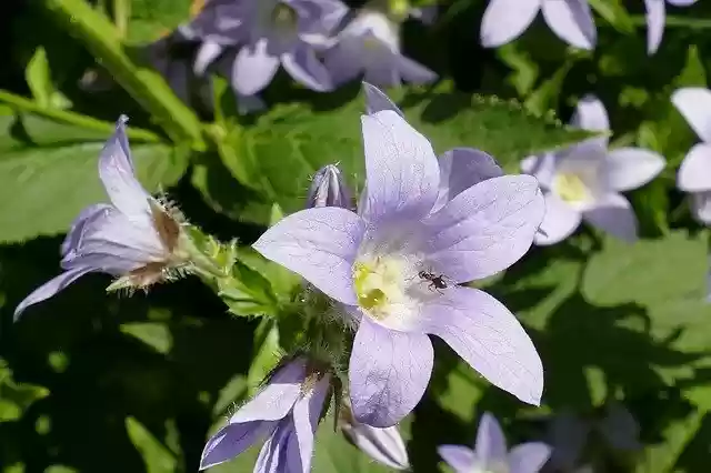 Free download Campanula Bells Flower Plant -  free photo or picture to be edited with GIMP online image editor