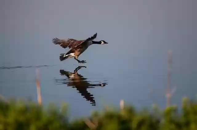 Free download Canada Goose Landing On Lake -  free photo or picture to be edited with GIMP online image editor