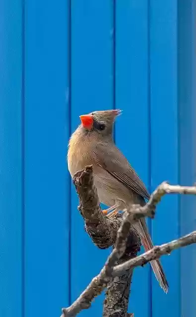 Free download Cardinal Songbird Female -  free photo or picture to be edited with GIMP online image editor