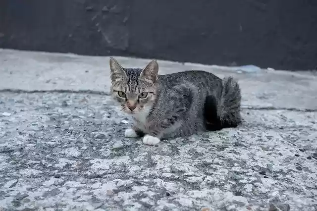 Muat turun percuma Cat Animal Feral Stray - foto atau gambar percuma untuk diedit dengan editor imej dalam talian GIMP