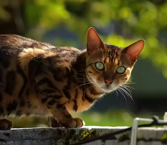 Free download cat bengal bengal cat mammal free picture to be edited with GIMP free online image editor