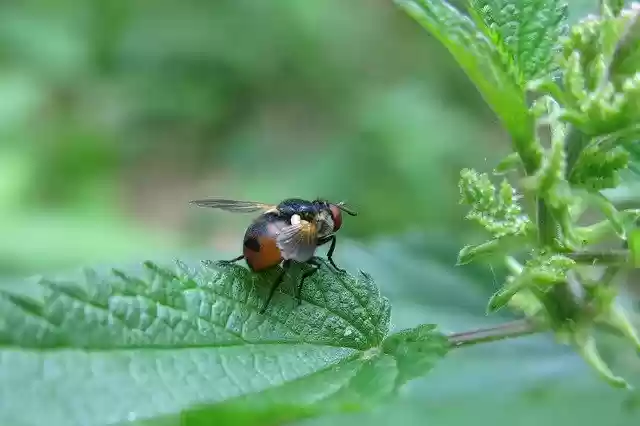 ດາວ​ໂຫຼດ​ຟຣີ Caterpillar Fly Tree Bugs - ຮູບ​ພາບ​ຟຣີ​ຫຼື​ຮູບ​ພາບ​ທີ່​ຈະ​ໄດ້​ຮັບ​ການ​ແກ້​ໄຂ​ກັບ GIMP ອອນ​ໄລ​ນ​໌​ບັນ​ນາ​ທິ​ການ​ຮູບ​ພາບ