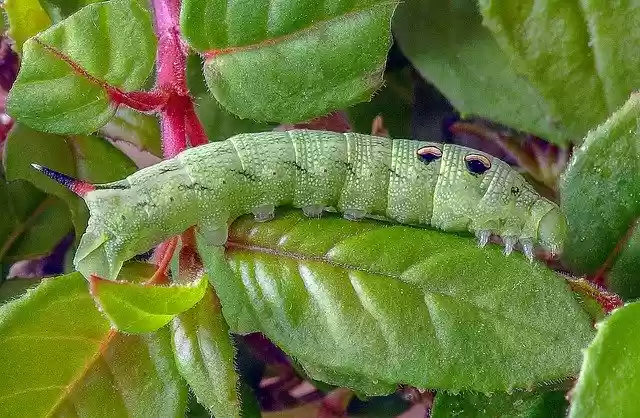 Free download Caterpillar Larva Moth -  free photo or picture to be edited with GIMP online image editor