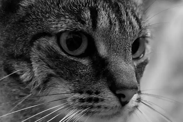 Free download Cat Eye Feline -  free photo or picture to be edited with GIMP online image editor