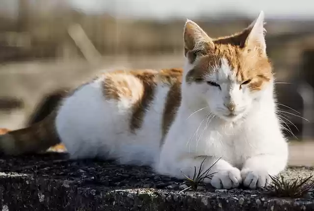 Free download cat pet relaxing farm cat relaxed free picture to be edited with GIMP free online image editor