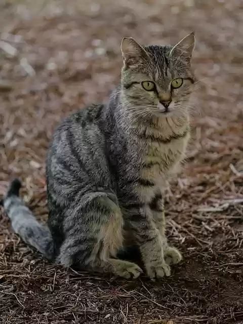 Бесплатно скачать кот полосатый животное милый мех млекопитающих бесплатное изображение для редактирования с помощью бесплатного онлайн-редактора изображений GIMP