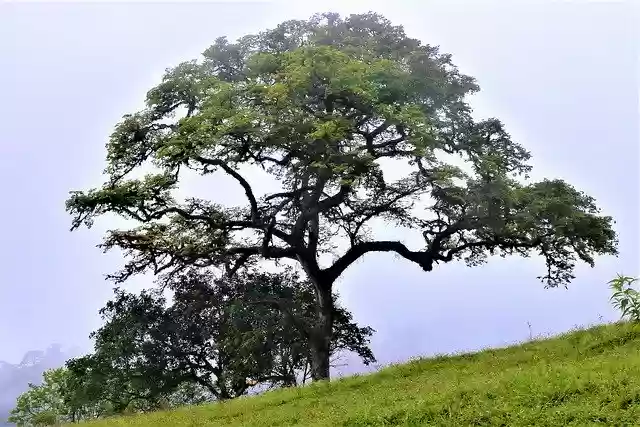 Free download Cerro Tusa Tree Venice Antioquia -  free photo or picture to be edited with GIMP online image editor