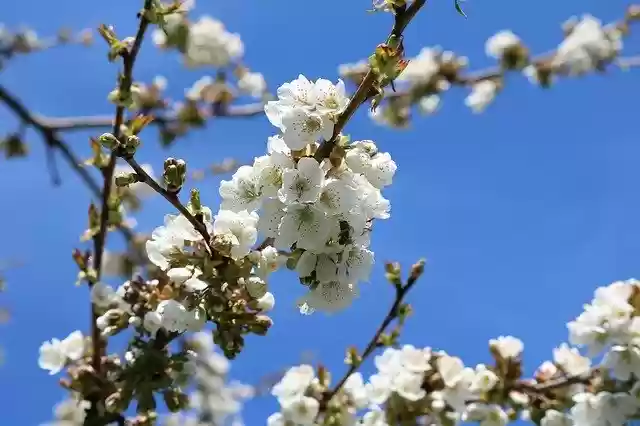 Free download Cherry Tree Blossom Bloom -  free photo or picture to be edited with GIMP online image editor