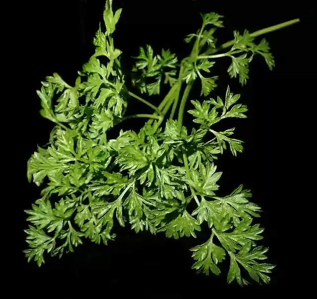 Free download Chervil Herb Cooking -  free photo or picture to be edited with GIMP online image editor