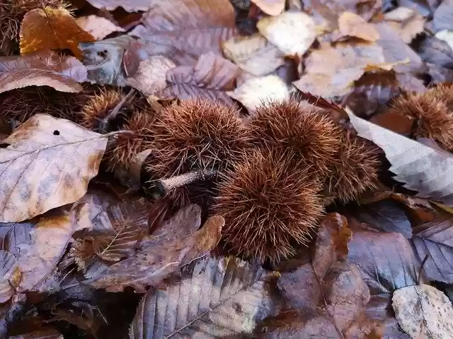 Free download Chestnut Forest Autumn -  free free photo or picture to be edited with GIMP online image editor