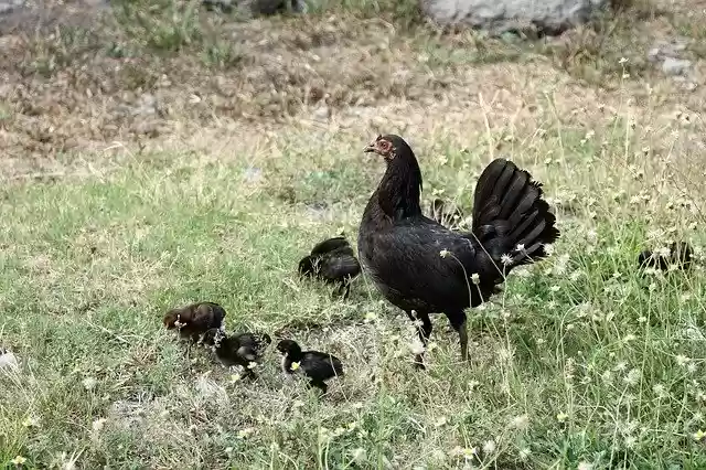 免费下载 Chicken Chickens Nature - 可使用 GIMP 在线图像编辑器编辑的免费照片或图片