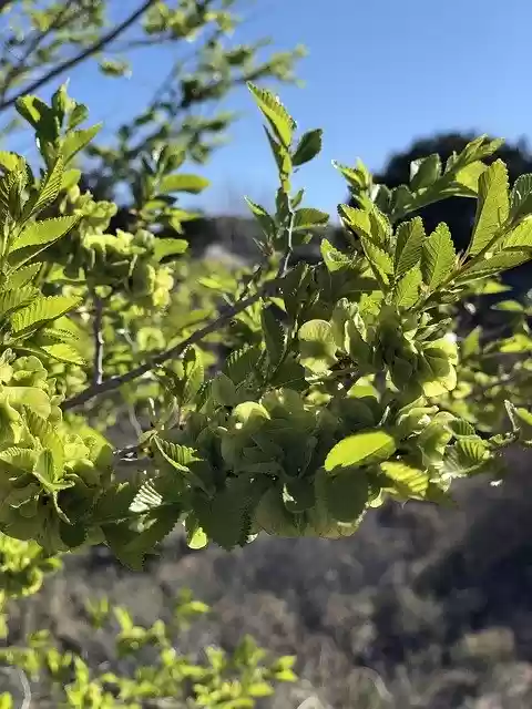 Free download Chinese Elm Tree Leaves New Mexico -  free photo or picture to be edited with GIMP online image editor