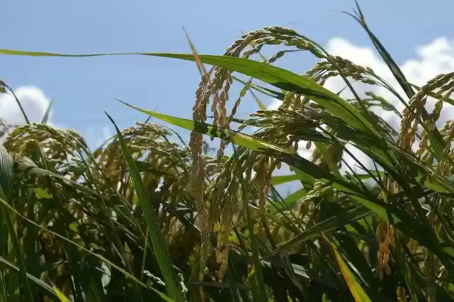 Free download ch rice farming plant autumn free picture to be edited with GIMP free online image editor