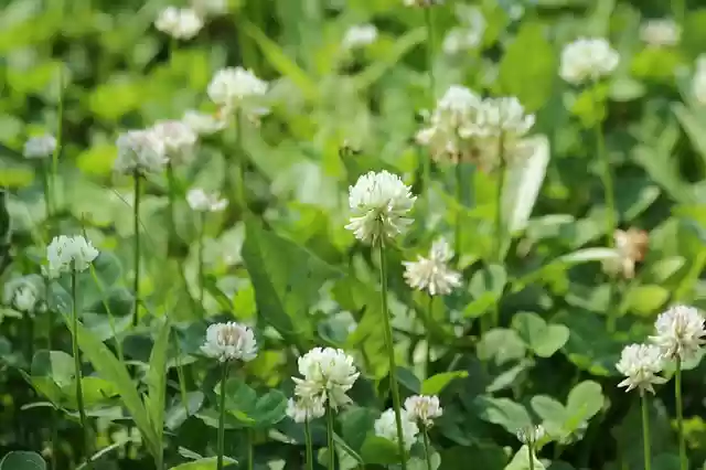 Free download clover bloom white clover grass free picture to be edited with GIMP free online image editor