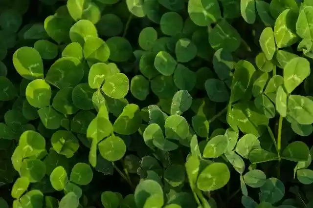 ດາວໂຫລດ Clover Green Background ຟຣີ - ຮູບພາບຫຼືຮູບພາບທີ່ບໍ່ເສຍຄ່າເພື່ອແກ້ໄຂດ້ວຍຕົວແກ້ໄຂຮູບພາບອອນໄລນ໌ GIMP