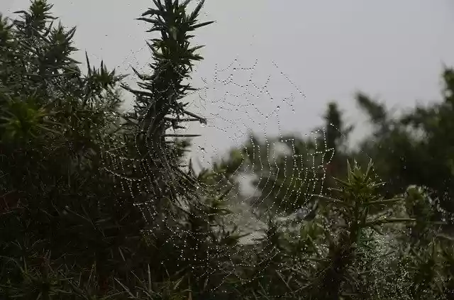 Free download Cobweb Dew Drip -  free photo or picture to be edited with GIMP online image editor