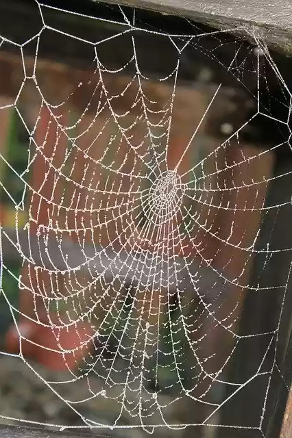 Free download Cobweb Frost Glisten -  free photo or picture to be edited with GIMP online image editor