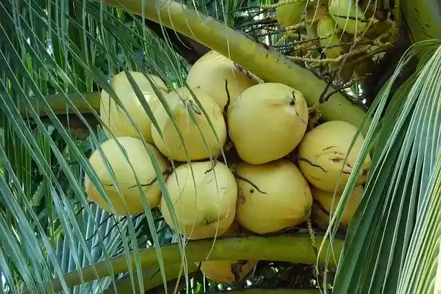 Libreng download Coconuts Yellow Cocos Nucifera libreng template ng larawan na ie-edit gamit ang GIMP online image editor