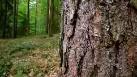 Free download Conifer Bark Forest -  free video to be edited with OpenShot online video editor