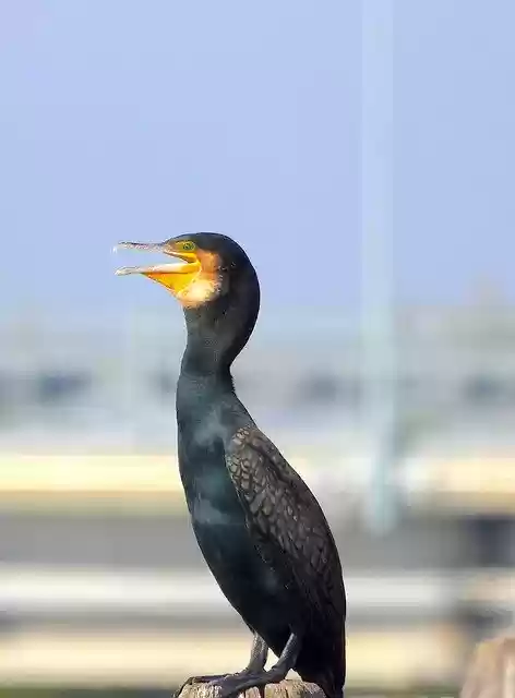 Free download Cormorant Bird -  free photo or picture to be edited with GIMP online image editor