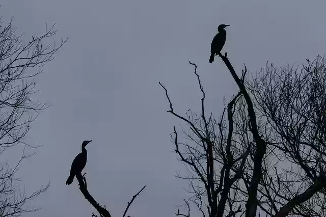 Free download Cormorant Roosting Silhouette -  free free photo or picture to be edited with GIMP online image editor