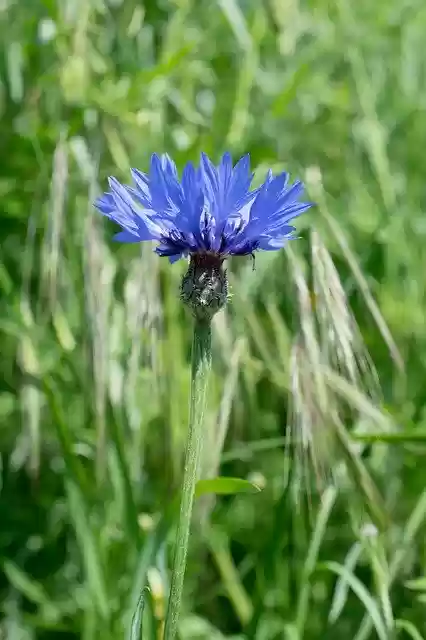 Free download Cornflower Knapweed Rock Blum -  free photo or picture to be edited with GIMP online image editor