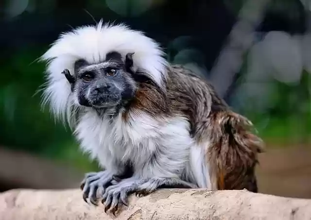 Free download cotton top tamarin tamarin monkey free picture to be edited with GIMP free online image editor