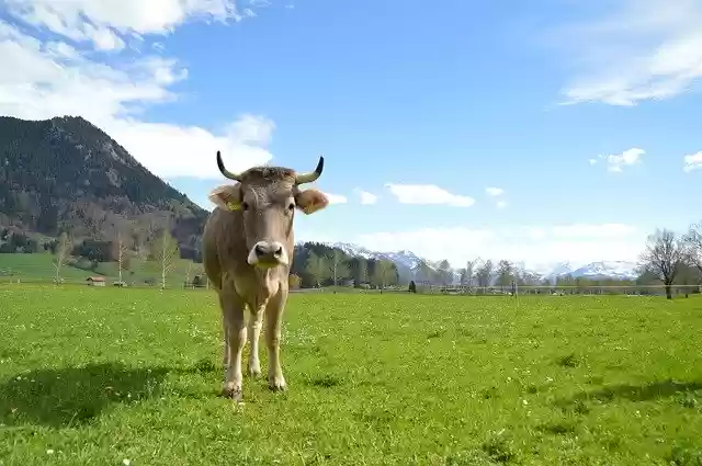 Ücretsiz indir Cow Brown Swiss Mera - GIMP çevrimiçi resim düzenleyici ile düzenlenecek ücretsiz fotoğraf veya resim