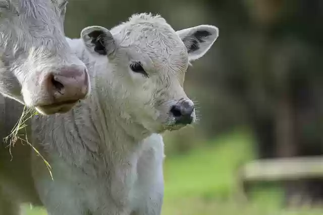 Free download cows calf young cow baby animal free picture to be edited with GIMP free online image editor