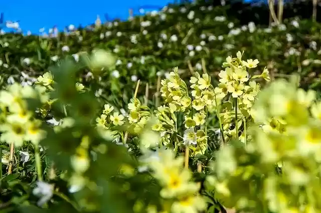 Free download Cowslip Pointed Flower Nature -  free photo or picture to be edited with GIMP online image editor