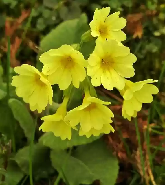 Gratis download Cowslip Yellow Nature - gratis foto of afbeelding om te bewerken met GIMP online image editor