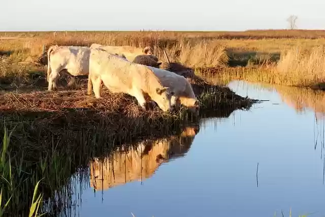 Free download cows meadow herd of cattle free picture to be edited with GIMP free online image editor