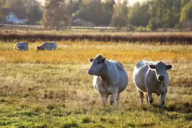 Free download cows pasture animals mammals free picture to be edited with GIMP free online image editor