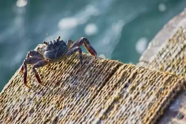 Free download crab sea water ocean crustacean free picture to be edited with GIMP free online image editor