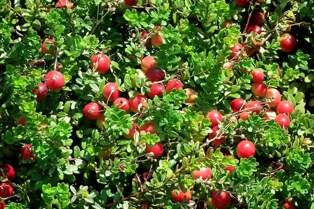 Free download Cranberry Fruit Berries -  free photo or picture to be edited with GIMP online image editor