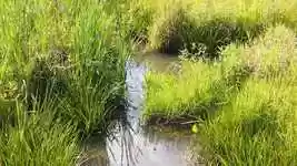 Free download Creek Grass Water -  free video to be edited with OpenShot online video editor