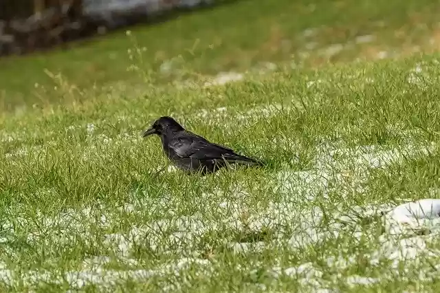 Ücretsiz indir Crow Grass Bird ücretsiz fotoğraf şablonu, GIMP çevrimiçi resim düzenleyici ile düzenlenebilir