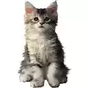 Cute Kitten 3  screen for extension Chrome web store in OffiDocs Chromium