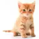 Cute Kitten and Puppy  screen for extension Chrome web store in OffiDocs Chromium