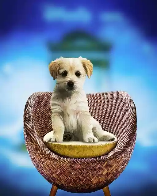 หน้าจอ Cute Puppy สำหรับส่วนขยาย Chrome เว็บสโตร์ใน OffiDocs Chromium