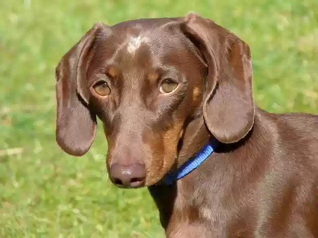 ດາວ​ໂຫຼດ​ຟຣີ Dachund Dog ແມ່​ແບບ​ຮູບ​ພາບ​ຟຣີ​ທີ່​ຈະ​ໄດ້​ຮັບ​ການ​ແກ້​ໄຂ​ກັບ GIMP ອອນ​ໄລ​ນ​໌​ບັນ​ນາ​ທິ​ການ​ຮູບ​ພາບ​