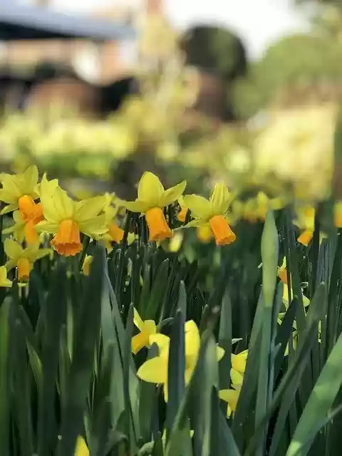 Free download Daffodils Spring Yellow -  free photo or picture to be edited with GIMP online image editor