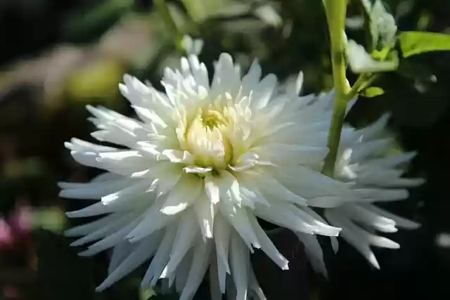 Free download dahlia white dahlia flowering free picture to be edited with GIMP free online image editor