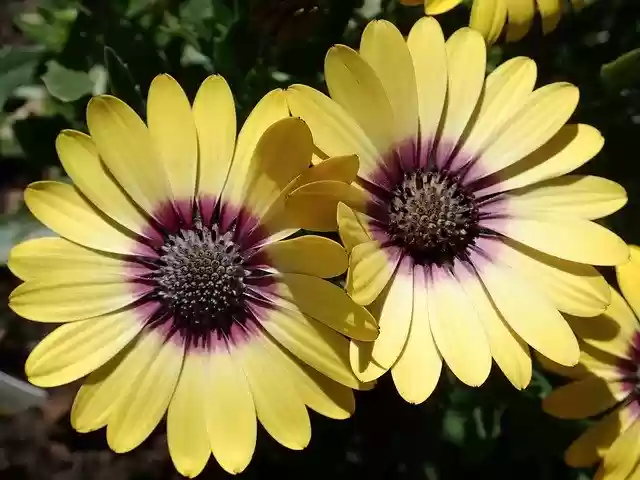 Free download Daisies Yellow Flowers -  free photo or picture to be edited with GIMP online image editor