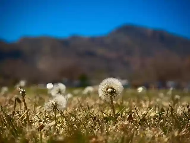 Free download Dandelion Mountains Nature -  free photo or picture to be edited with GIMP online image editor