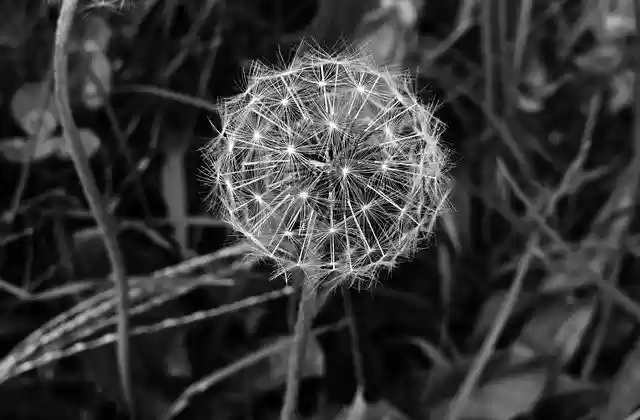 Free download Dandelion Plant Seeds free photo template to be edited with GIMP online image editor