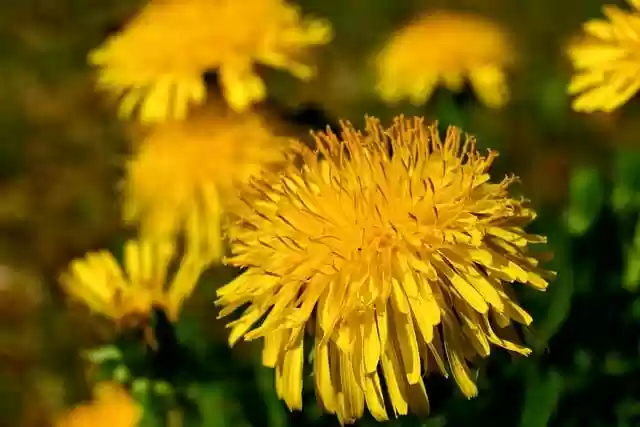 Free download dandelions flowers bloom flora free picture to be edited with GIMP free online image editor