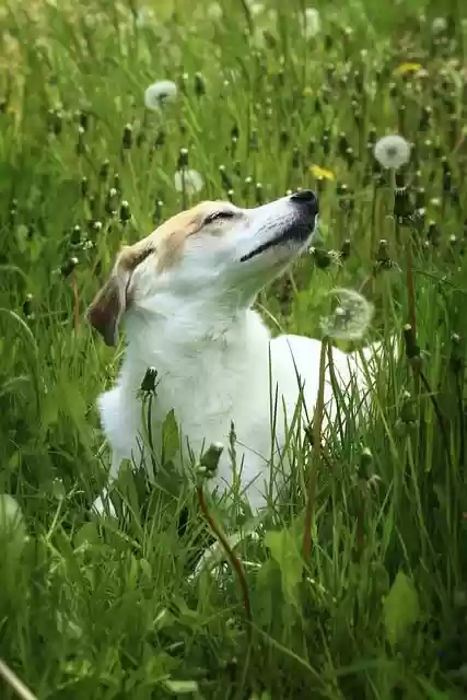 Free download dandelions meadow dog nature free picture to be edited with GIMP free online image editor