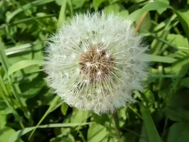 Free download Dandelion Sphere Star -  free photo or picture to be edited with GIMP online image editor