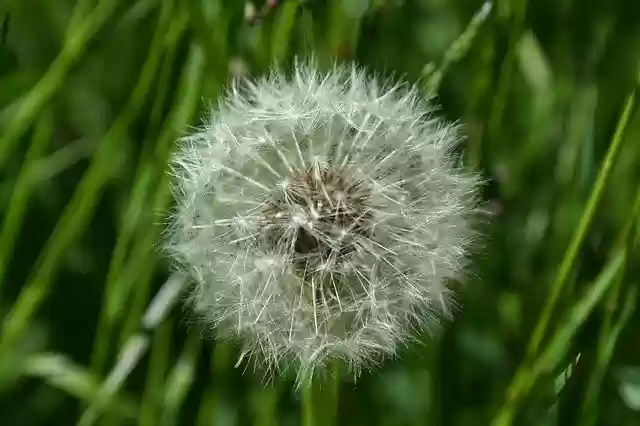 Free download Dandelion Wind -  free photo or picture to be edited with GIMP online image editor